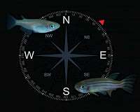 Study reveals how zebra fish get their stripes