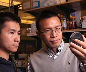 Purdue scientists reveal how bacteria build homes inside healthy cells