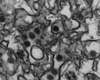 Research finds Zika 'significantly changed' since 1947