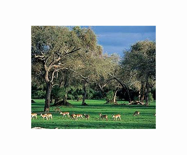 Zimbabwe bans mining in national parks
