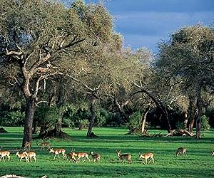 Zimbabwe wildlife ranchers warn on Mugabe party takeovers