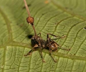 The zombie-ant fungus is under attack