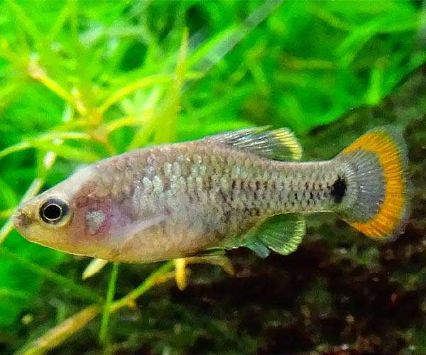 Mexican town toasts tequila fish saved from extinction