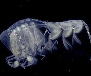 Climate change could turn oxygen-free seas from a blessing to a curse for zooplankton