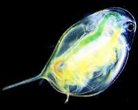 Zooplankton rapidly evolve tolerance to road salt