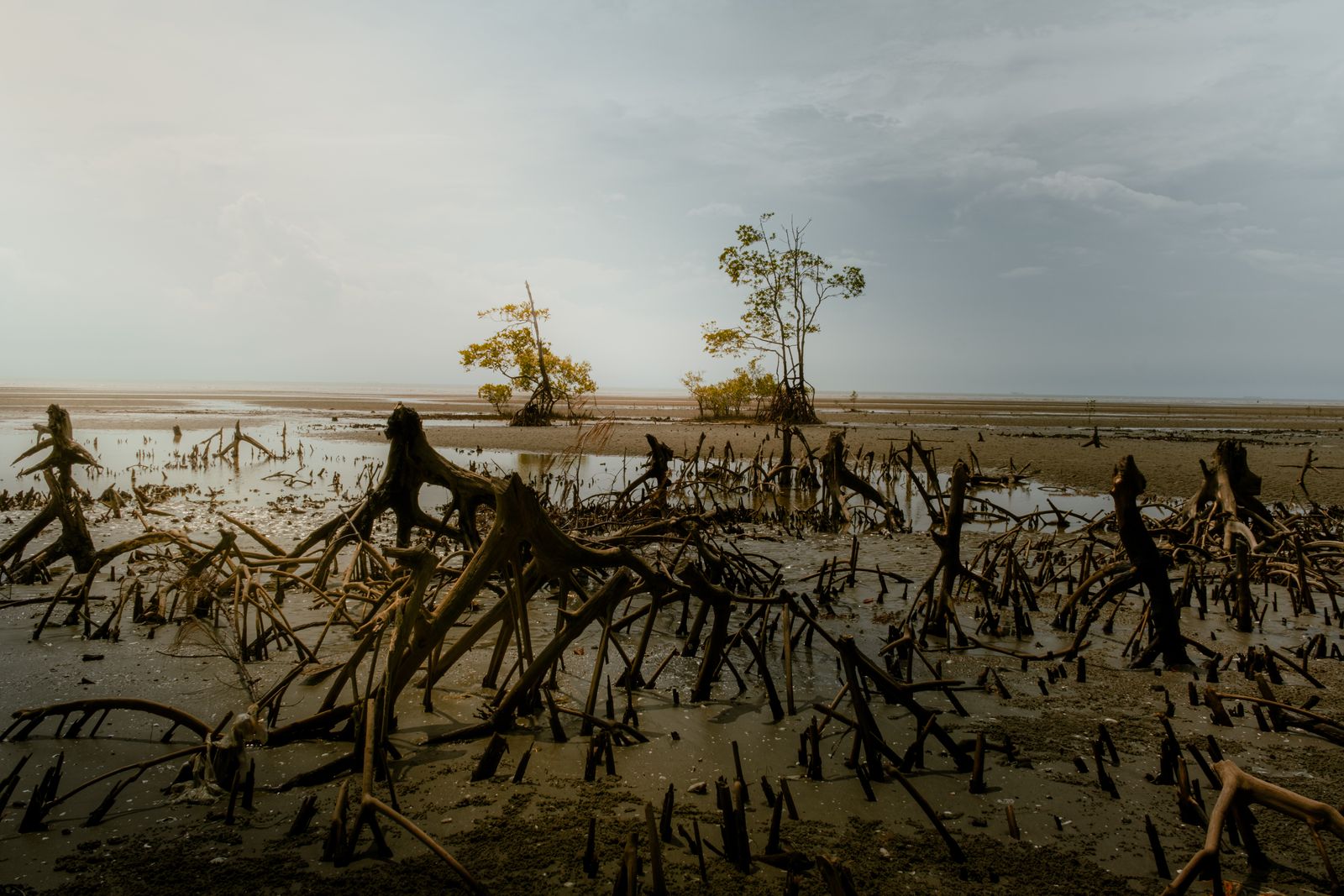 How does one hectare of salt-soaked coastal forest store three to five times as much carbon as a tropical forest inland, and why did one delta nation begin planting it 25 years before a cyclone killed about 138,000 people?