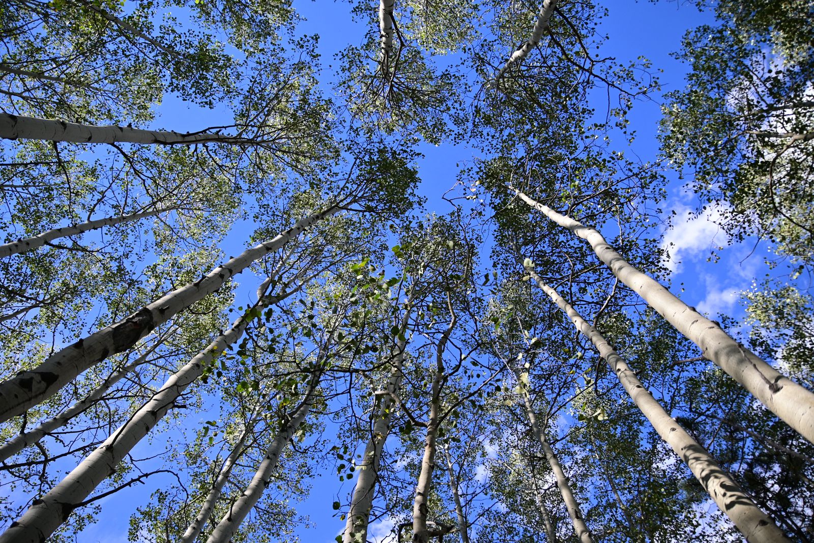 How does a single tree in the mountains of Utah cover roughly 106 acres, weigh about 6,000 tonnes, and share one root system across tens of thousands of trunks that look like separate individuals?