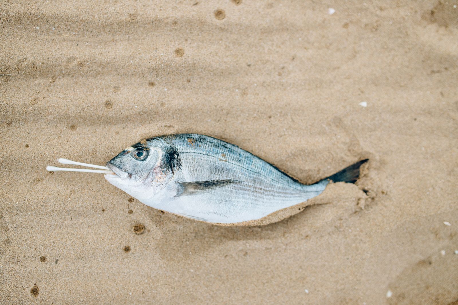 hypoxic ocean dead zone