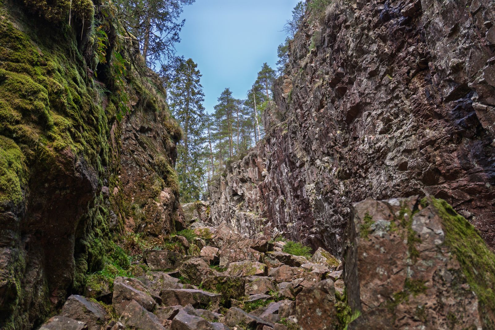 In 1994, a park ranger abseiling into a gorge northwest of Sydney found trees with bubbling-chocolate bark and fern-like leaves — living survivors of a lineage traced through Cretaceous fossils