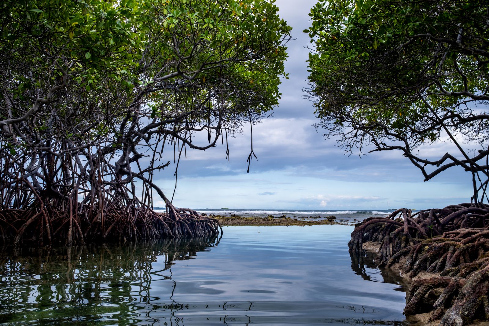 Mangrove roots standing in tidal water