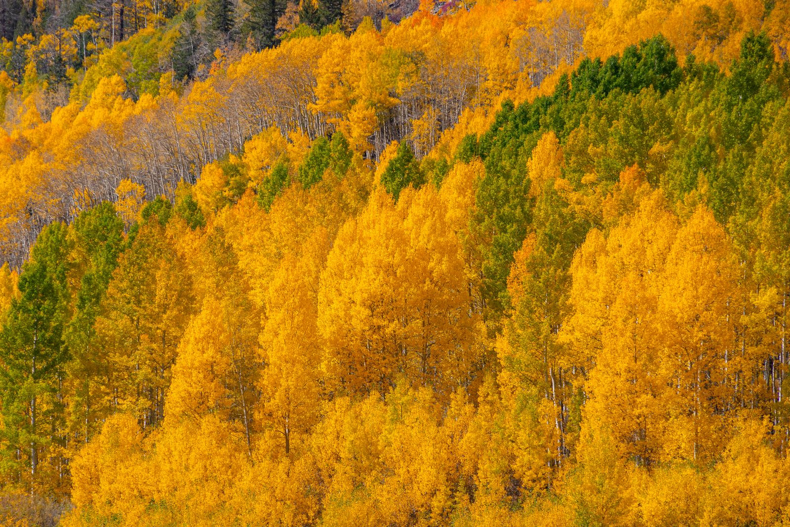 Pando aspen grove Utah