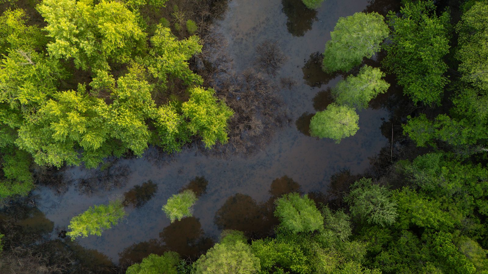 Aerial view of peat swamp forest