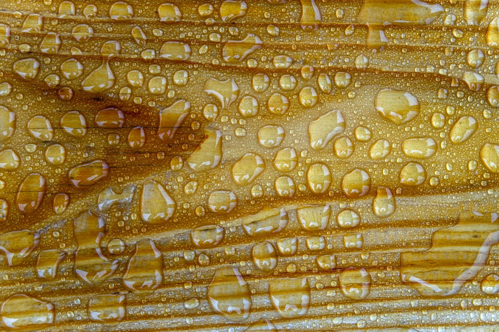 water droplet microscope close-up