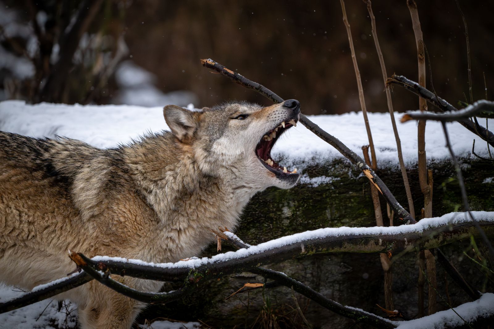 What happened when biologists released fourteen wolves into a 2.2-million-acre national park after a seventy-year absence, and why are ecologists still arguing about whether the rivers really changed course because of it?