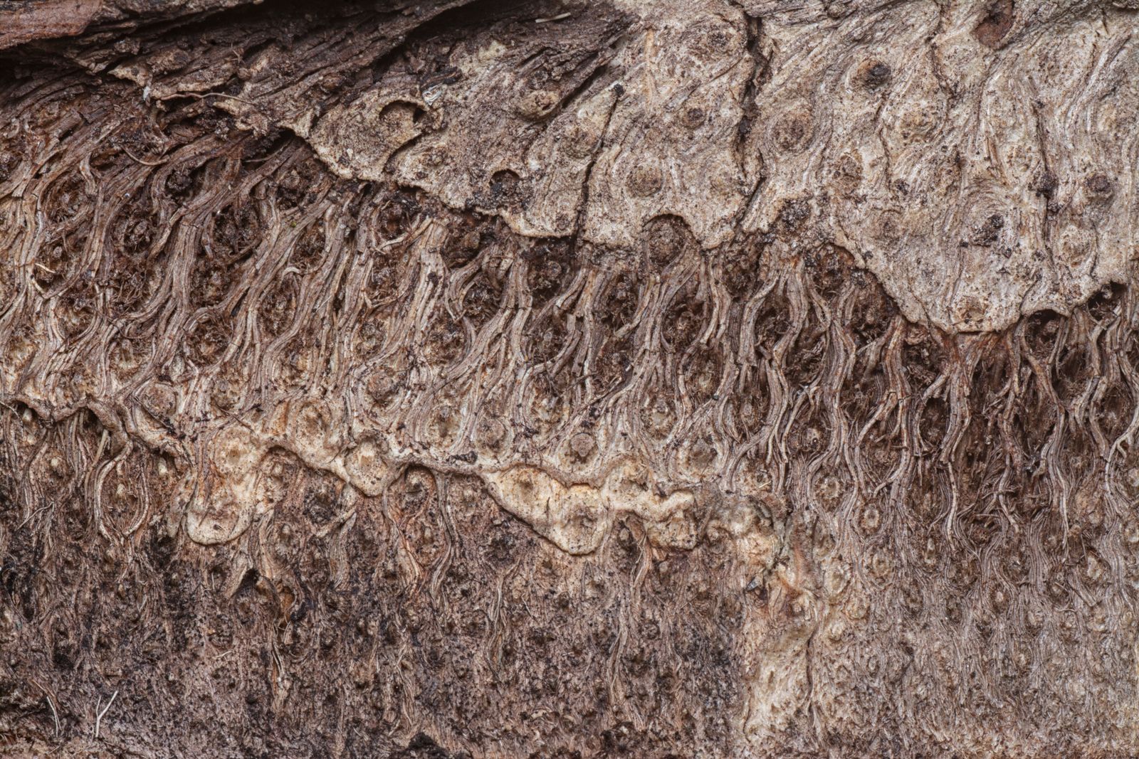 Wollemi pine bark