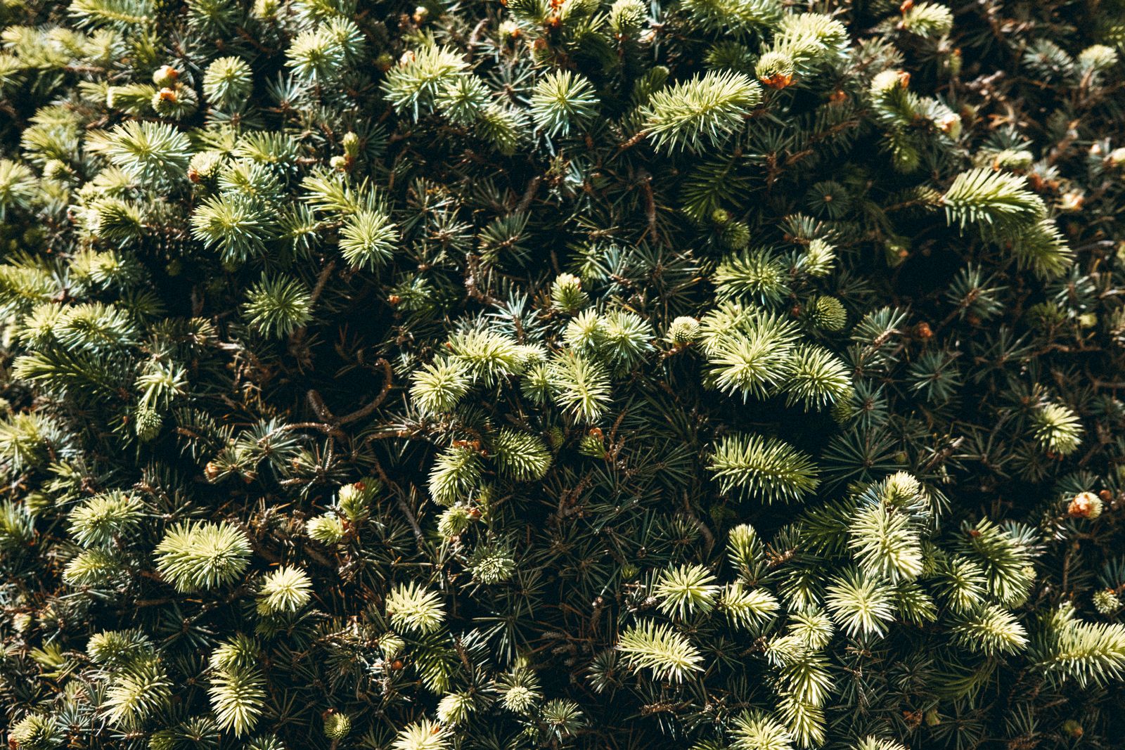 Wollemi pine foliage
