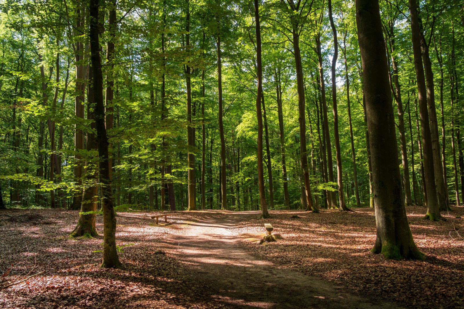 farmer walking forest edge