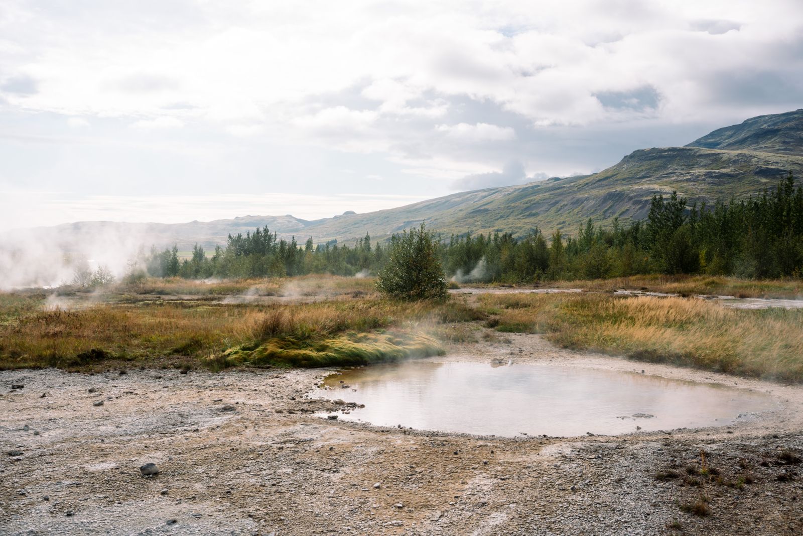How did a volcanic island near the Arctic Circle, stripped of most of its birch woodland over a thousand years, begin growing forest again across badly eroded ground?