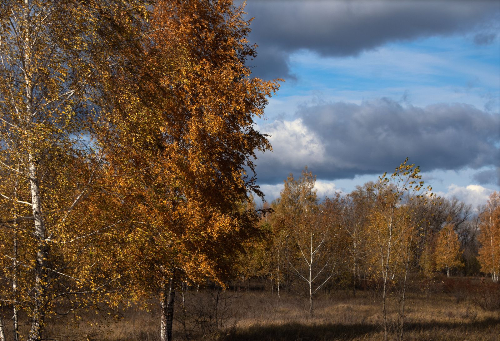 Iceland birch forest