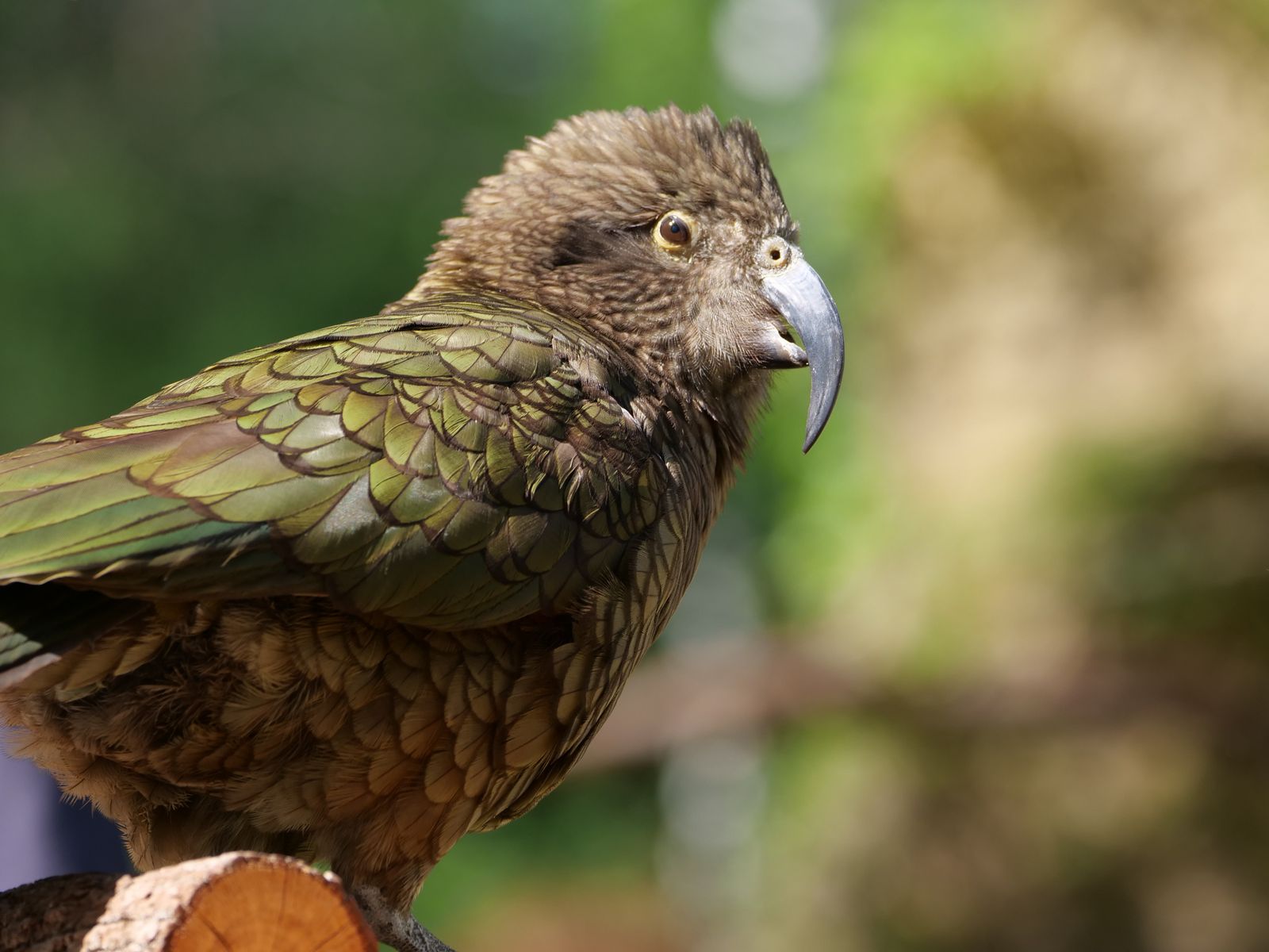 kakapo new zealand