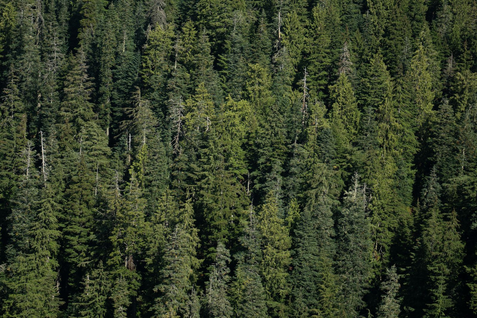 Sitka spruce plantation