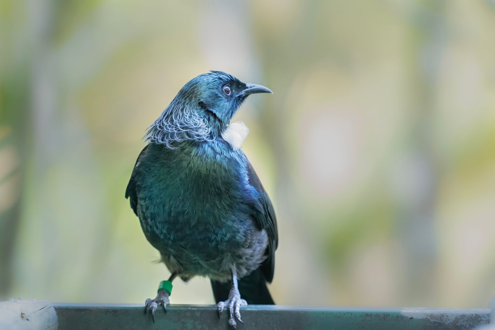 What happened when conservationists cleared rats, stoats and possums from a scattering of small offshore islands, and why did bird species thought to be functionally extinct start breeding again within a few seasons?
