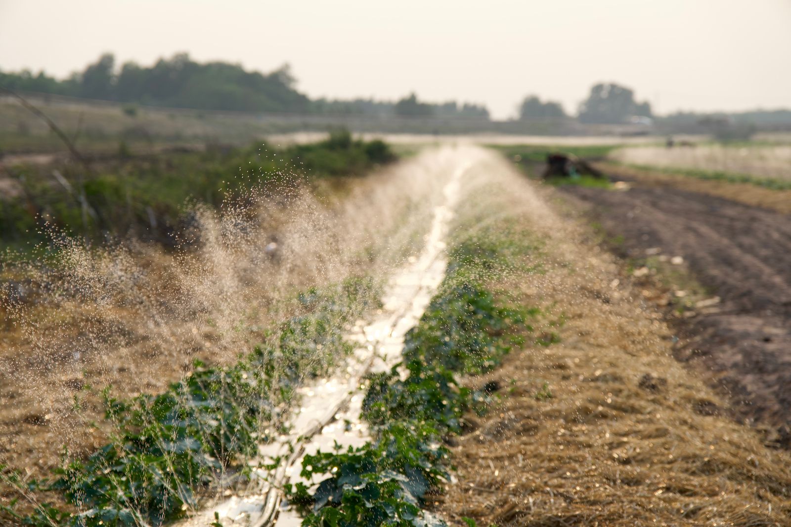 cotton field irrigation