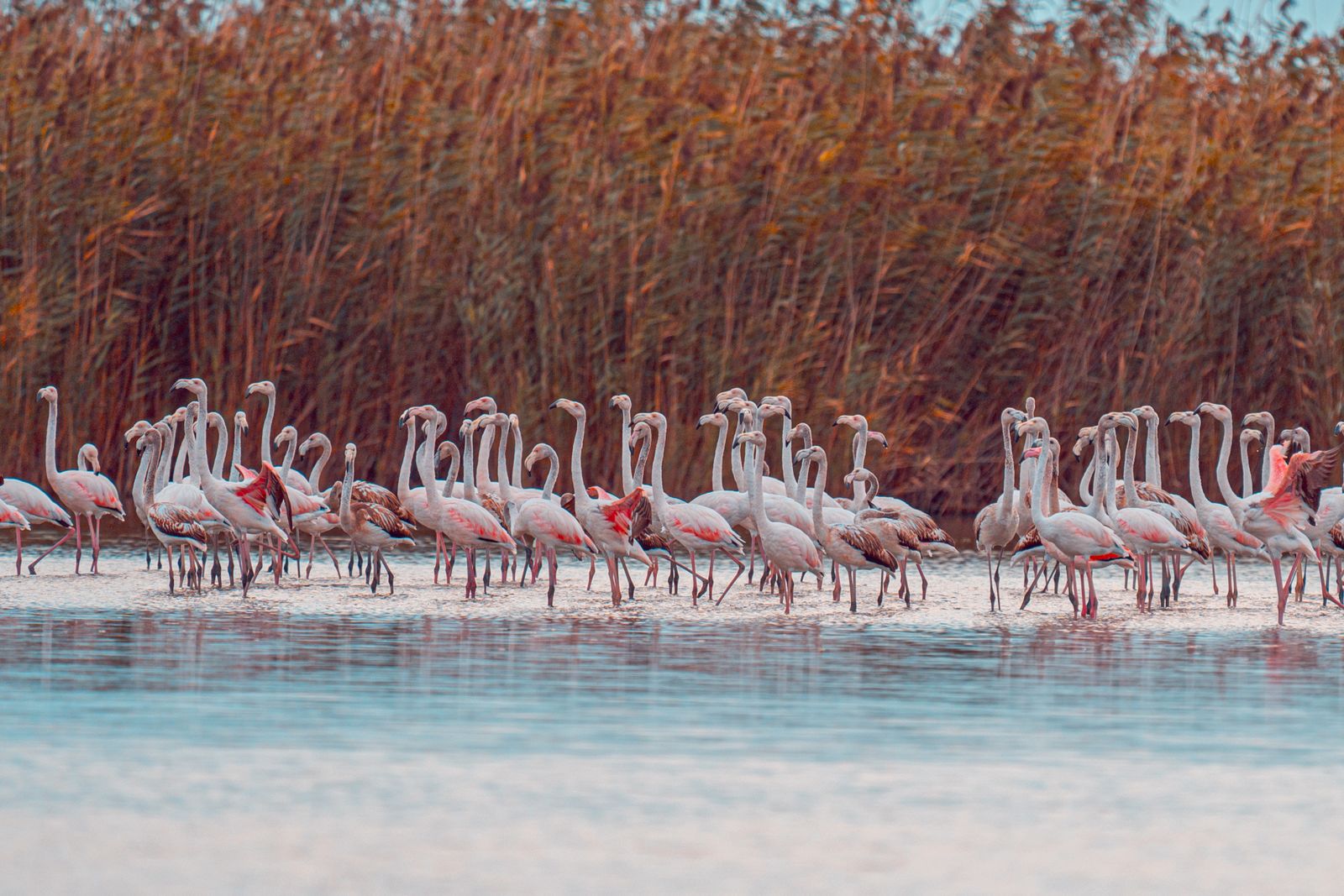 Doñana marshes flamingos