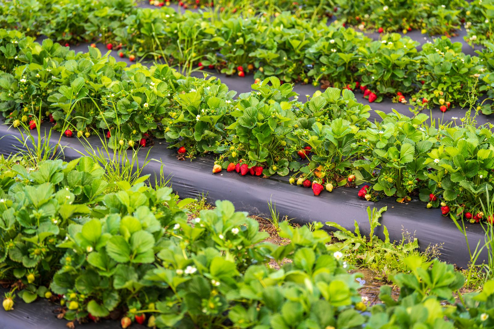 Huelva strawberry greenhouse