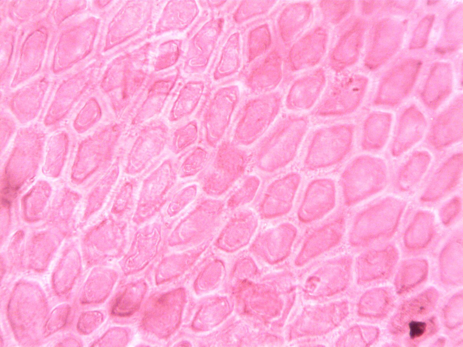 reverse osmosis membrane closeup