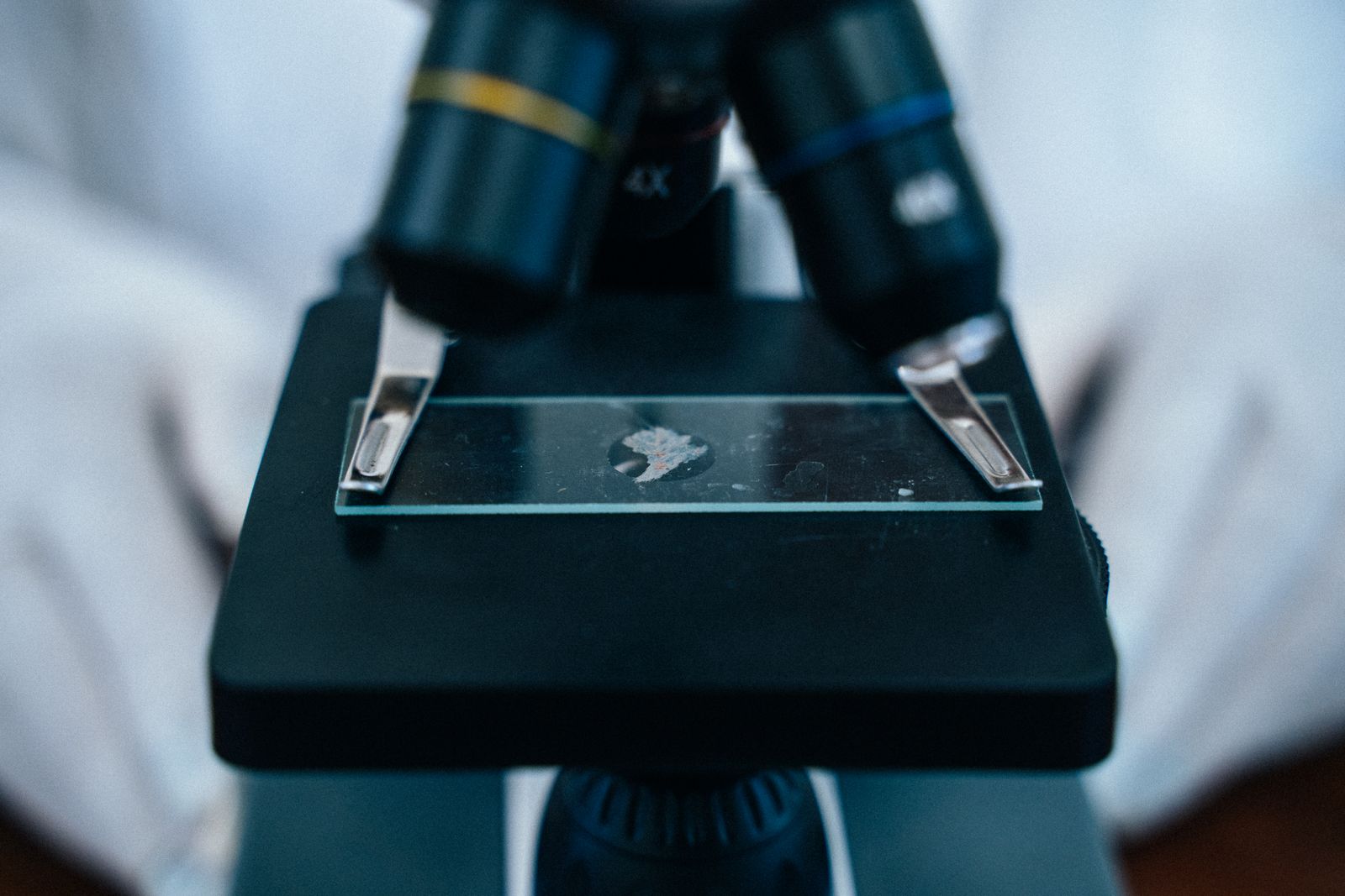 tardigrade microscope image